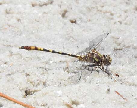 Image of Tawny Sanddragon