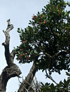 Image of Vaccinium leschenaultii Wight