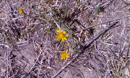 Plancia ëd Picradeniopsis schaffneri (S. Watson) B. G. Baldwin