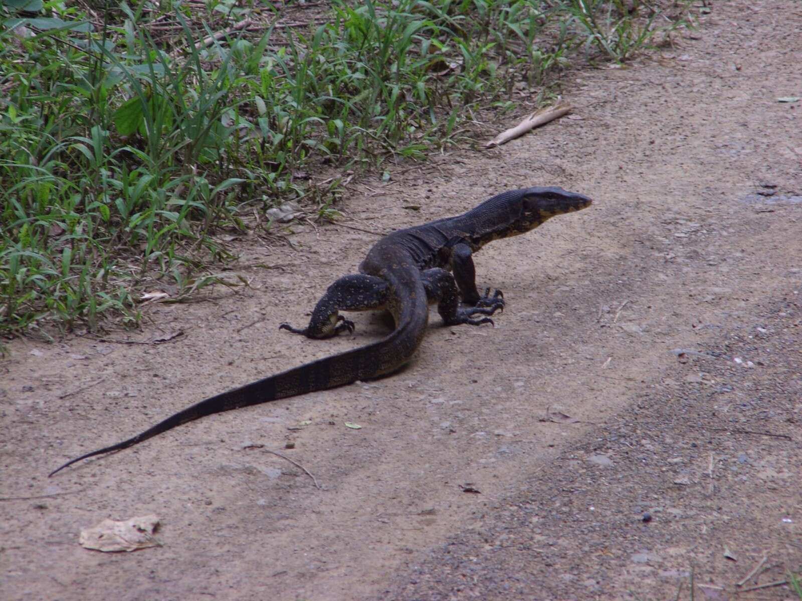 Image of Varanus salvator macromaculatus Deraniyagala 1944