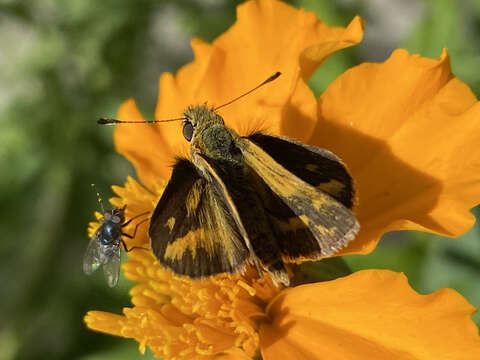 Image of Taractrocera papyria Boisduval 1832