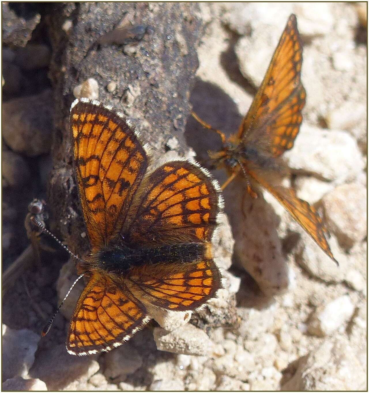 Imagem de Melitaea varia Meyer-Dür 1851