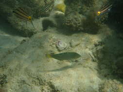 Image of Argus Wrasse