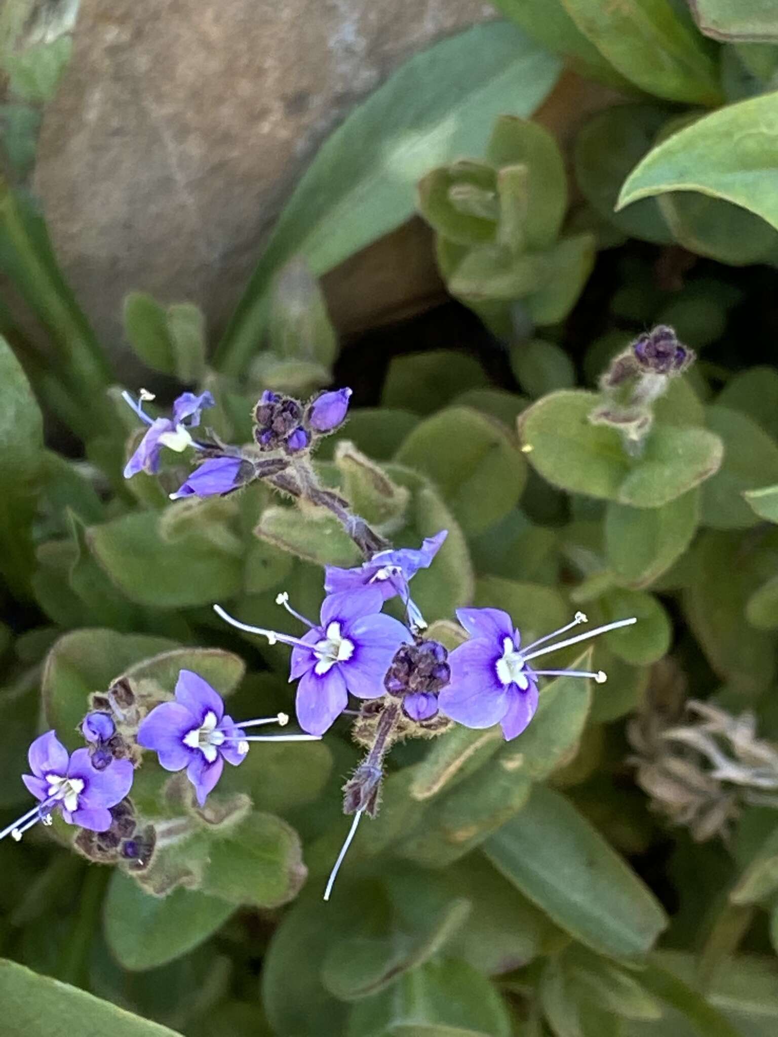 Image of Copeland's speedwell