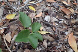 Image of Knowltonia vesicatoria (L. fil.) Sims