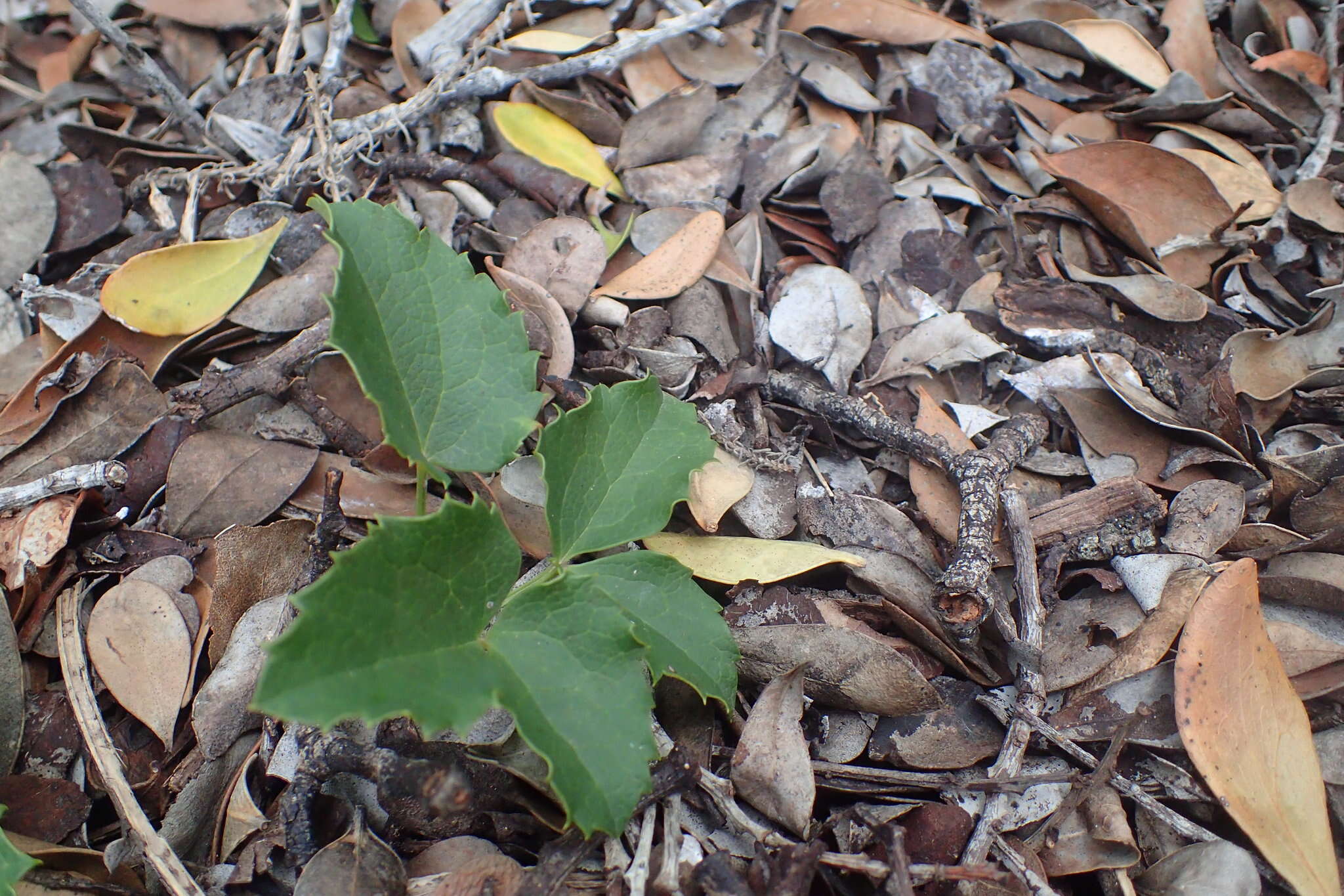 Image of Knowltonia vesicatoria (L. fil.) Sims