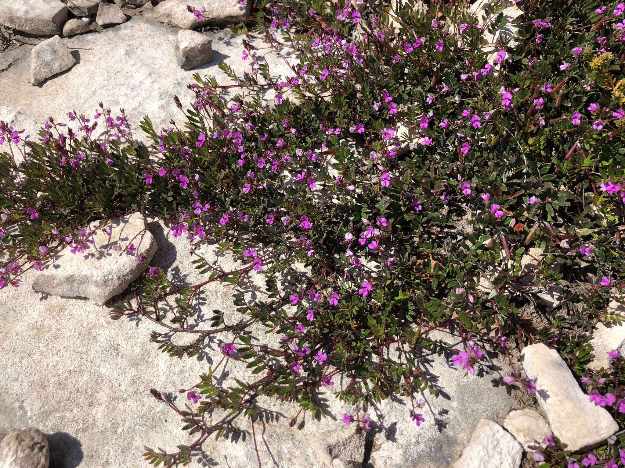 Imagem de Indigofera mundiana