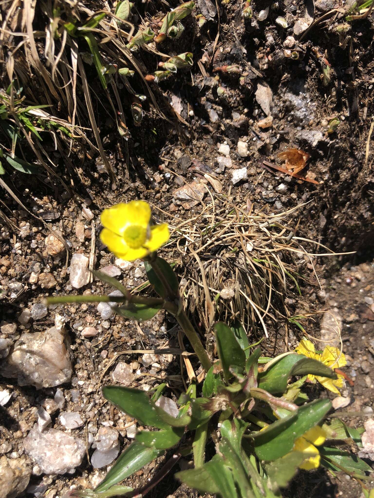 Image of Rocky Mountain Buttercup