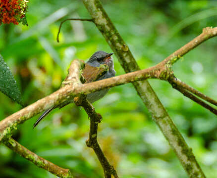 Image of Andean Solitaire