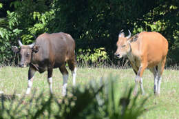 Image of Banteng