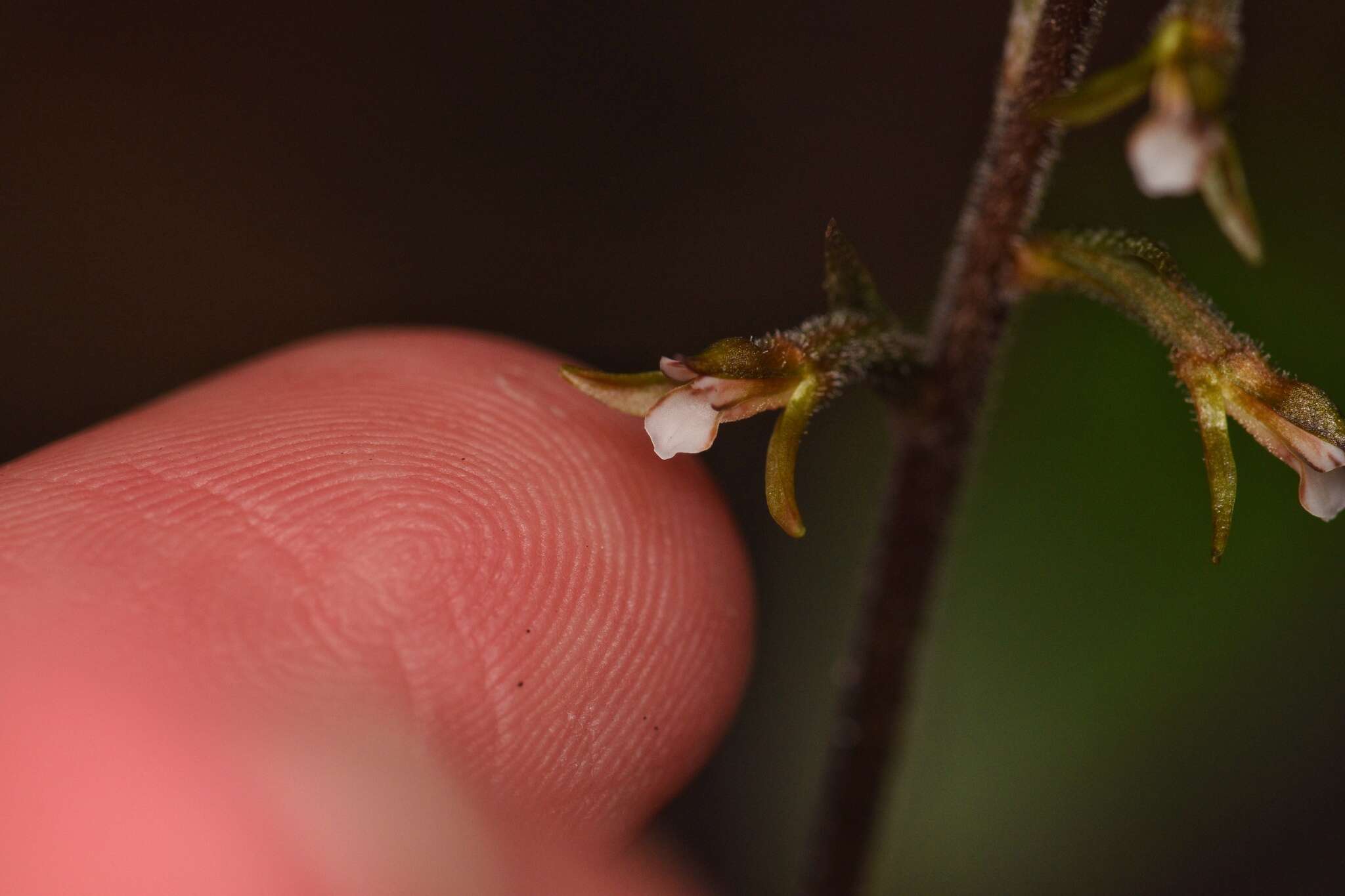 Image of Cranichis ladiestresses