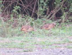 Image of Crested Francolin