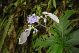 Imagem de Hydrangea densifolia (C. F. Wei) Y. De Smet & Granados