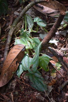 Sivun Philodendron toshibae M. L. Soares & Mayo kuva