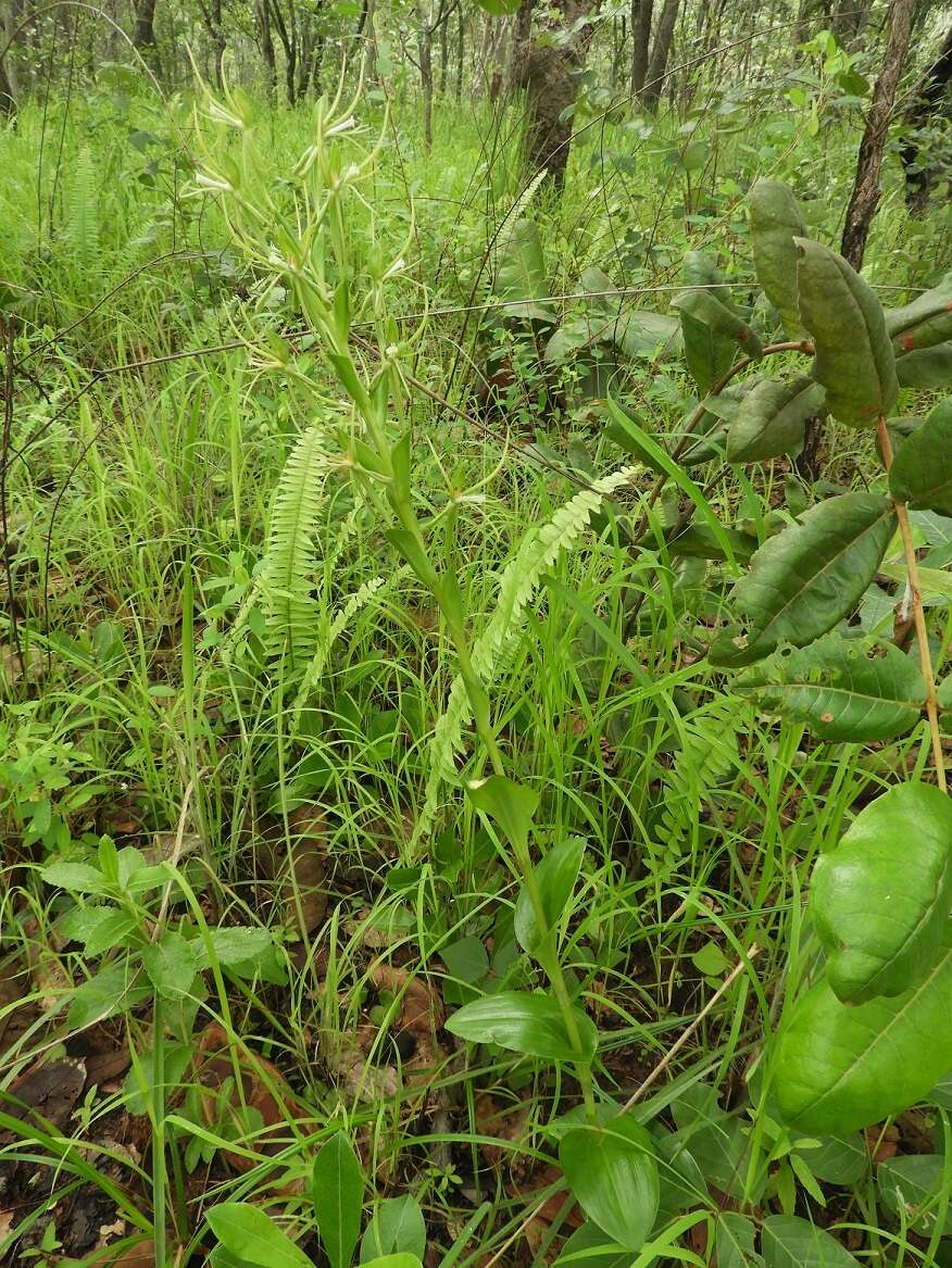 Image of Habenaria clavata (Lindl.) Rchb. fil.