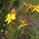 Imagem de Hypericum perforatum subsp. veronense (Schrank) A. Fröhlich
