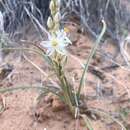 Imagem de Eremocrinum albomarginatum (M. E. Jones) M. E. Jones