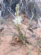 صورة Eremocrinum albomarginatum (M. E. Jones) M. E. Jones