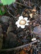 Image of Fringed Earthstar