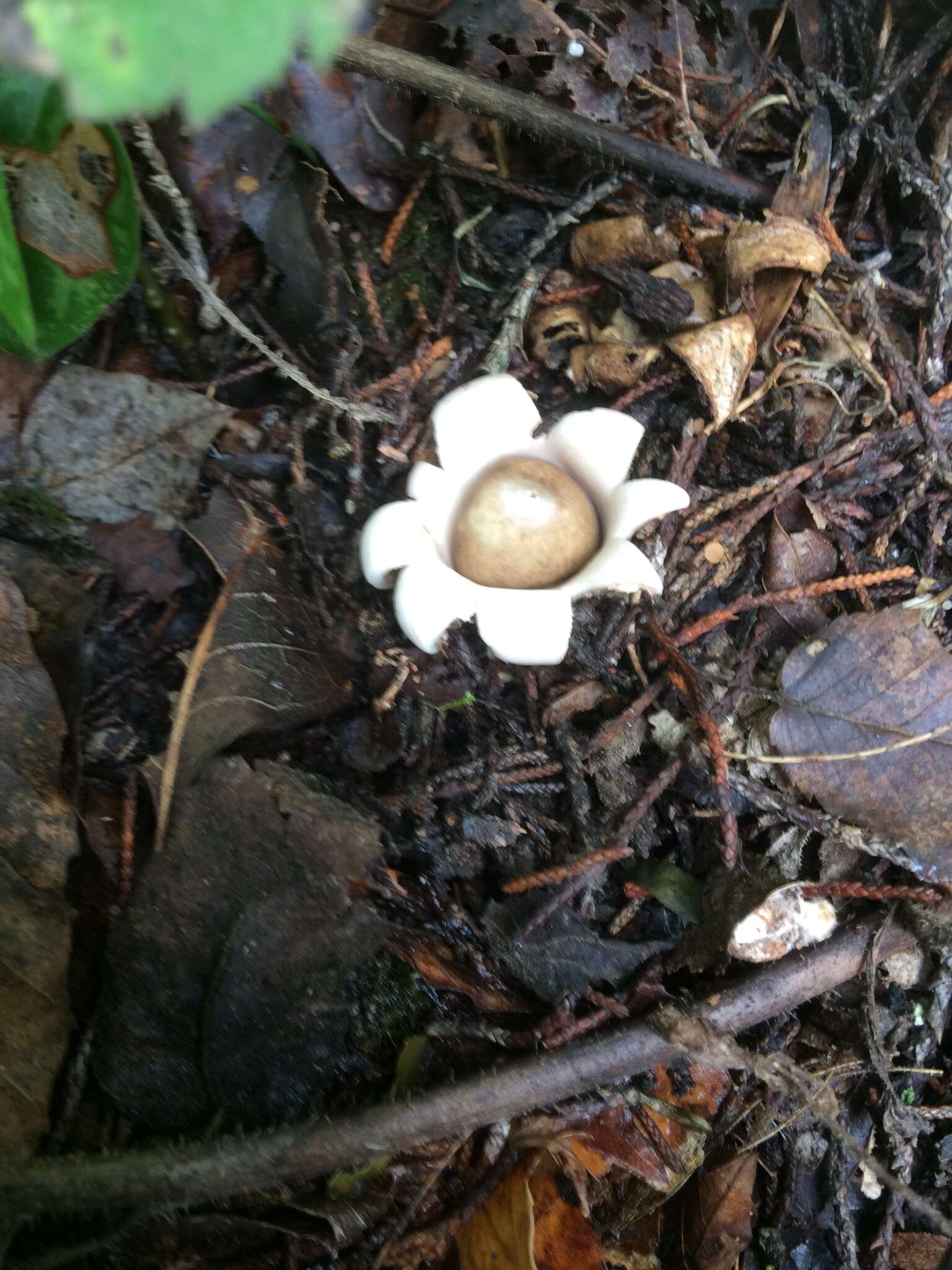 Image of Fringed Earthstar