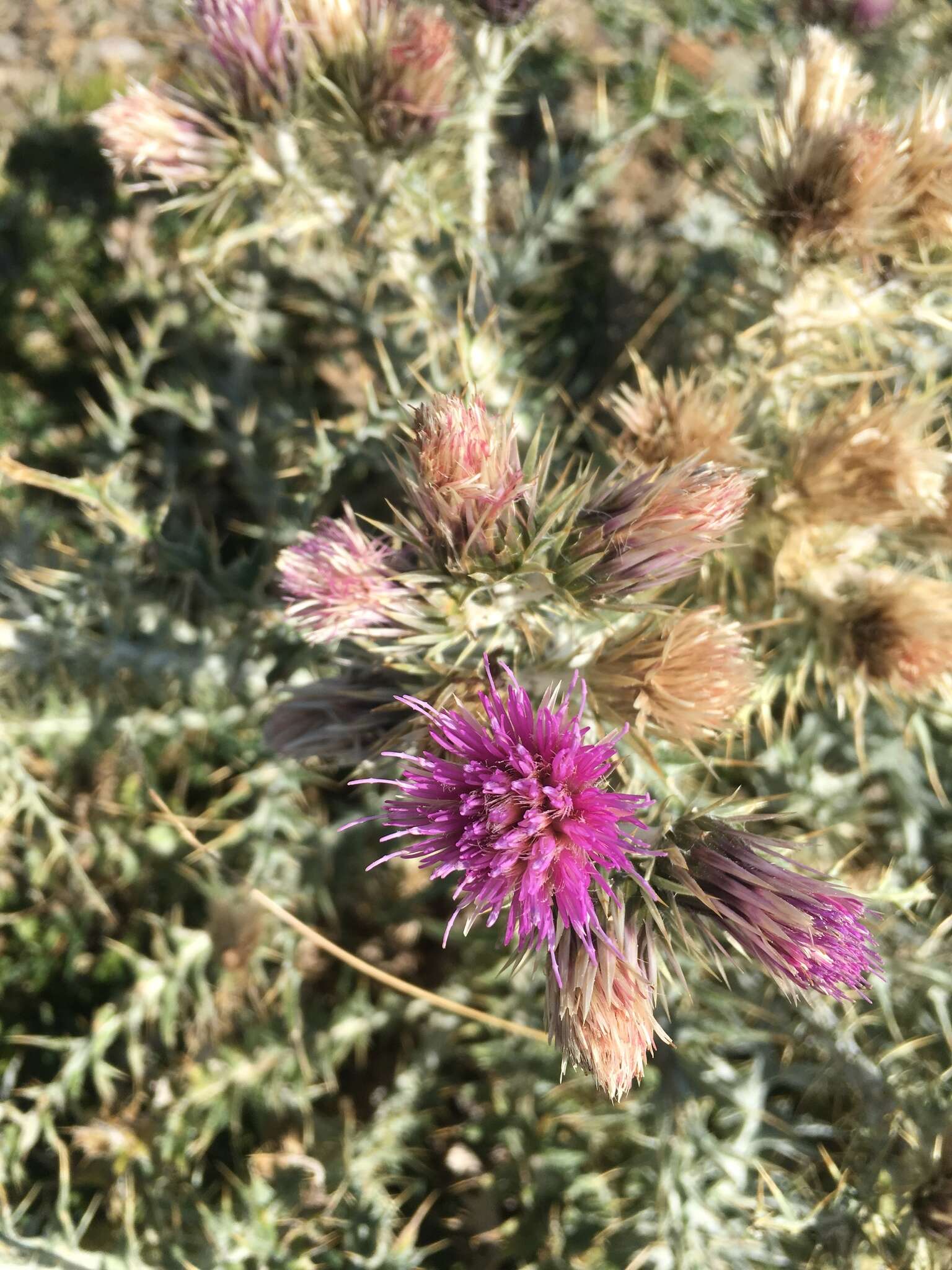 Image de Carduus carlinoides Gouan