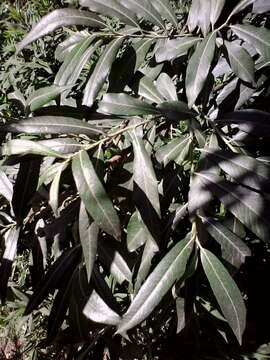 Image of Salix viminalis var. gmelinii (Pall.) Andersson