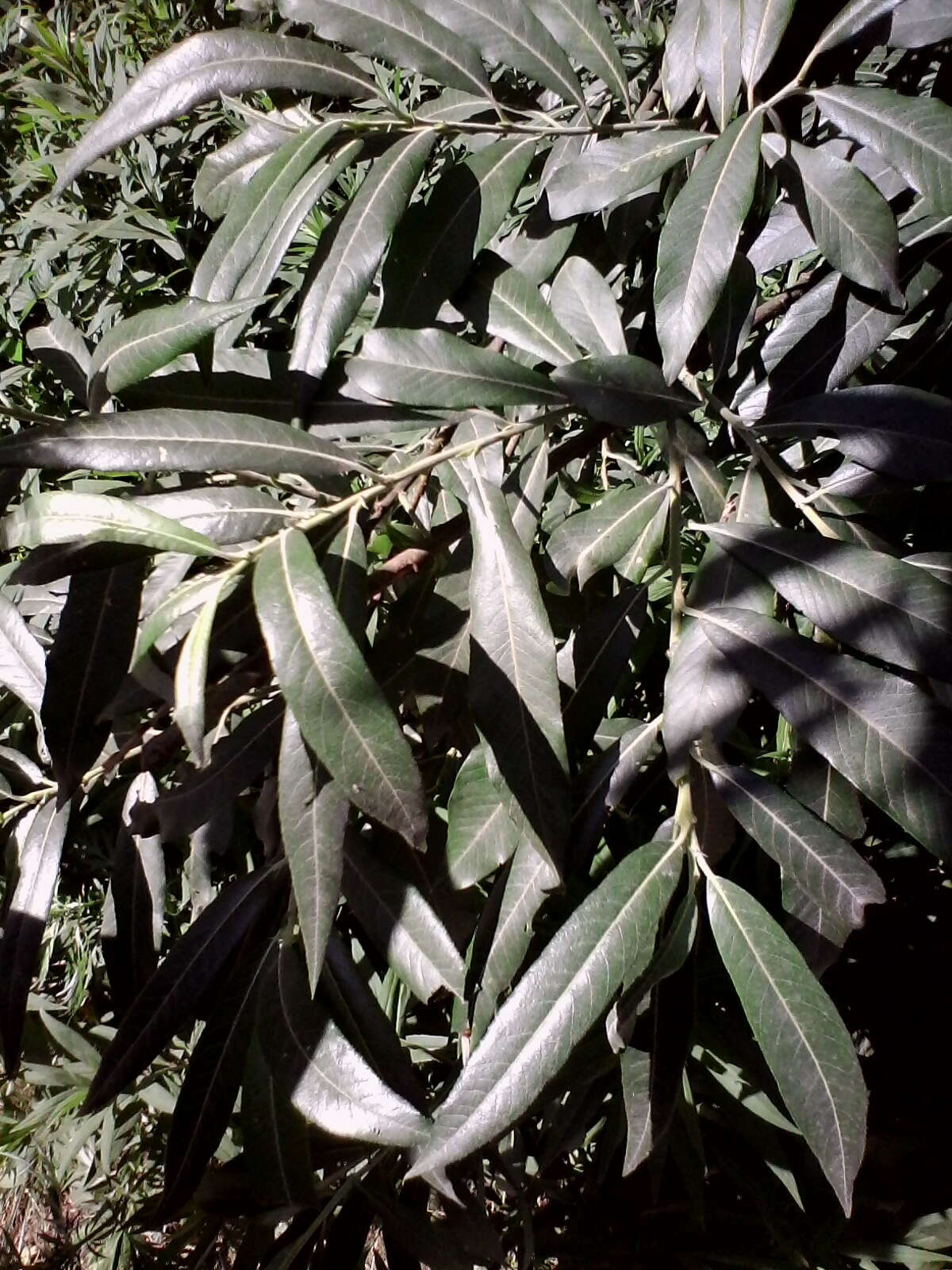 Image de Salix viminalis var. gmelinii (Pall.) Andersson