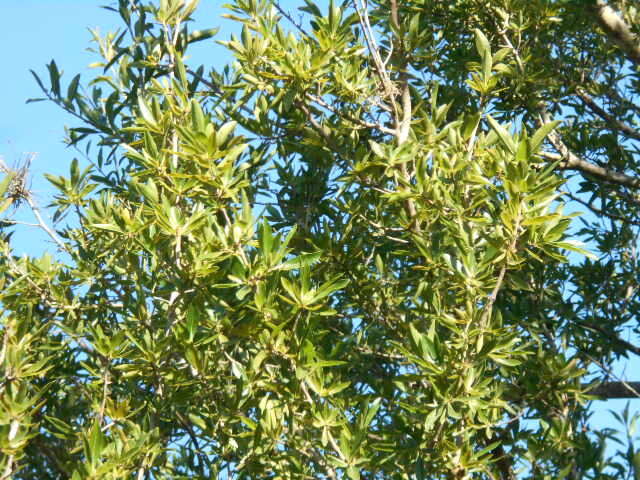 Image of Cordia americana (L.) Gottschling & J. S. Mill.