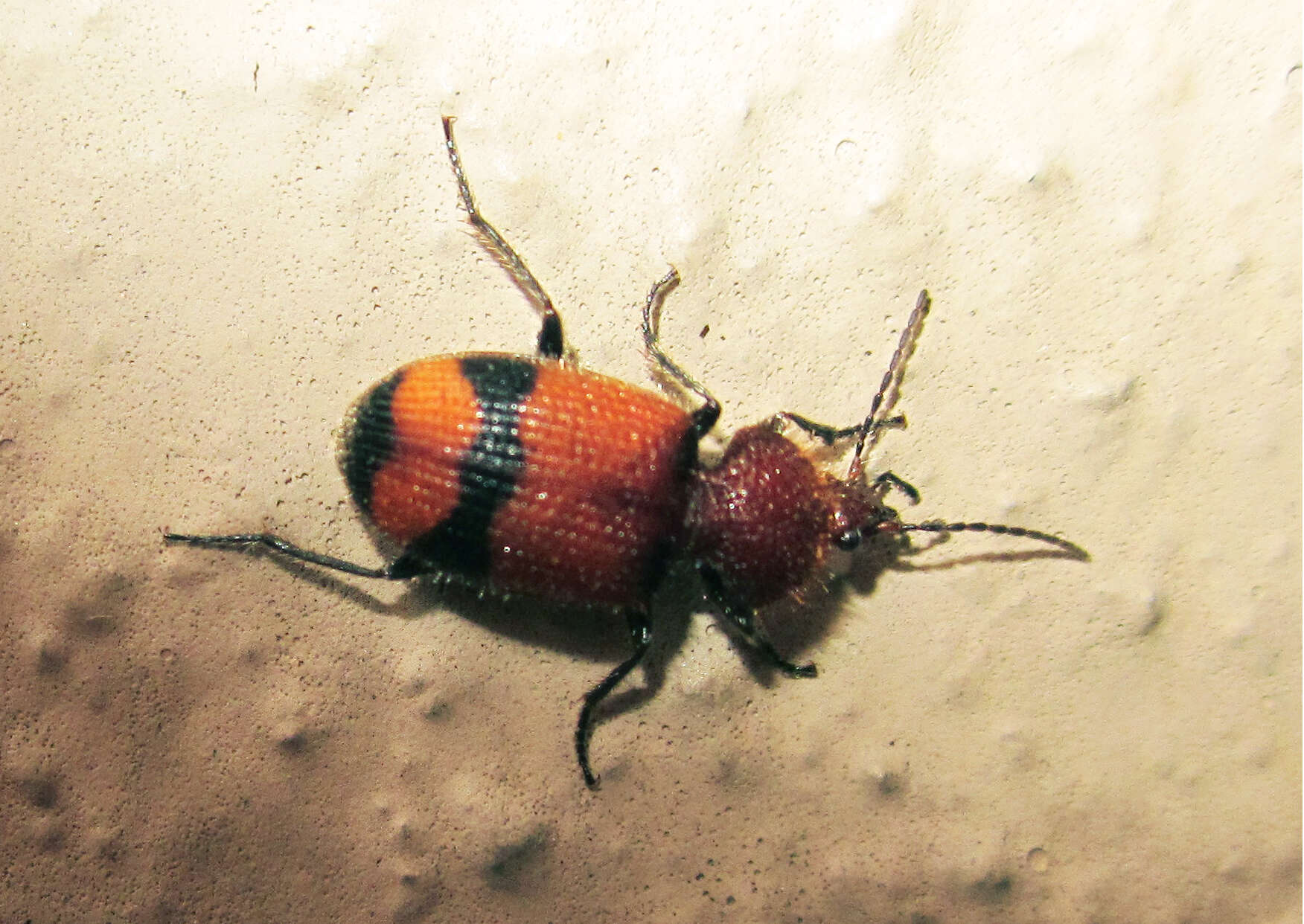 Panagaeus (Hologaeus) fasciatus Say 1823的圖片