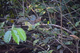 Image of Fawn-breasted Wren