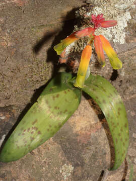 Imagem de Lachenalia callista G. D. Duncan & T. J. Edwards