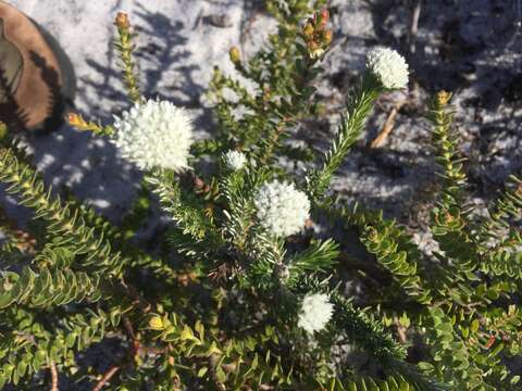 Imagem de Phylica strigosa Berg.