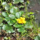 Image of Caltha scaposa Hook. fil. & Thomson