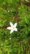 Image of Centaurium scilloides (L. fil.) Samp.