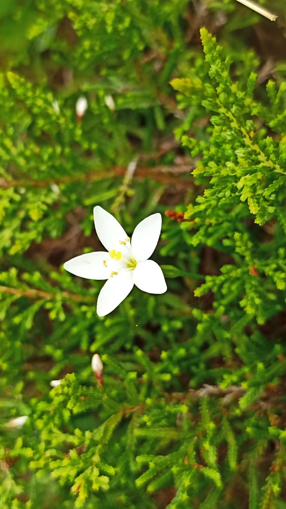 Image of Centaurium scilloides (L. fil.) Samp.