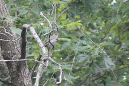 Image of Eastern Wood Pewee