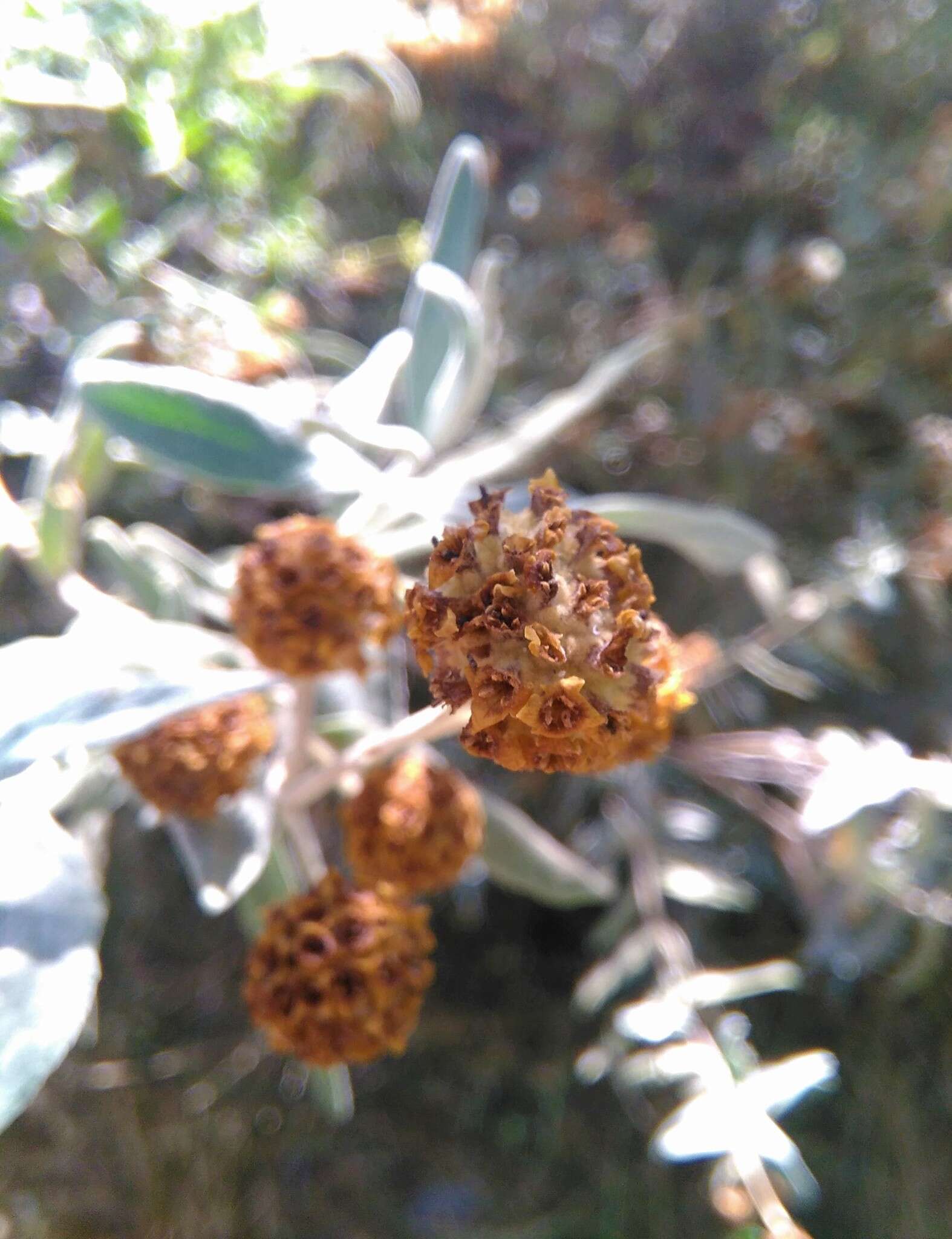 Sivun Buddleja araucana Phil. kuva