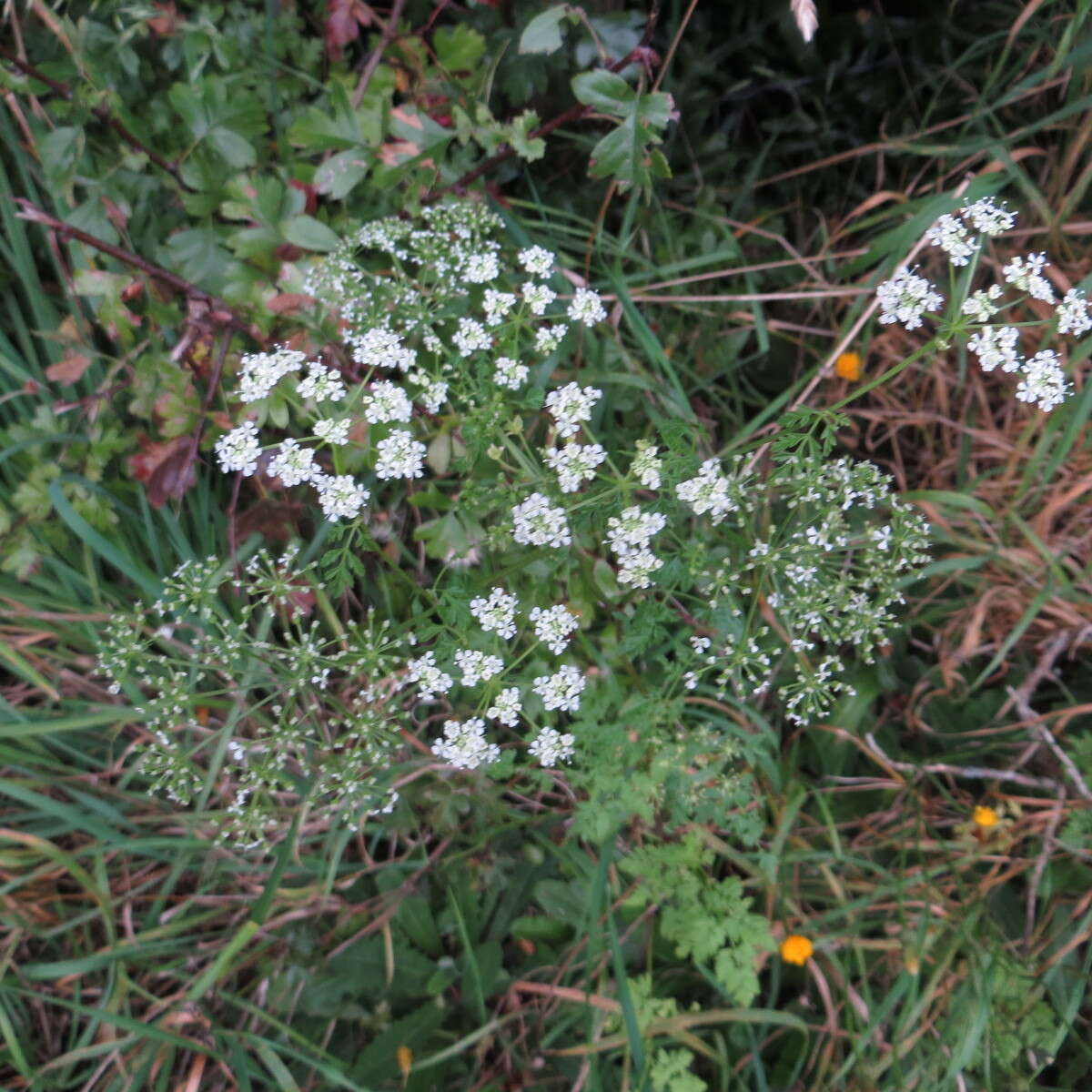 Image of poison hemlock