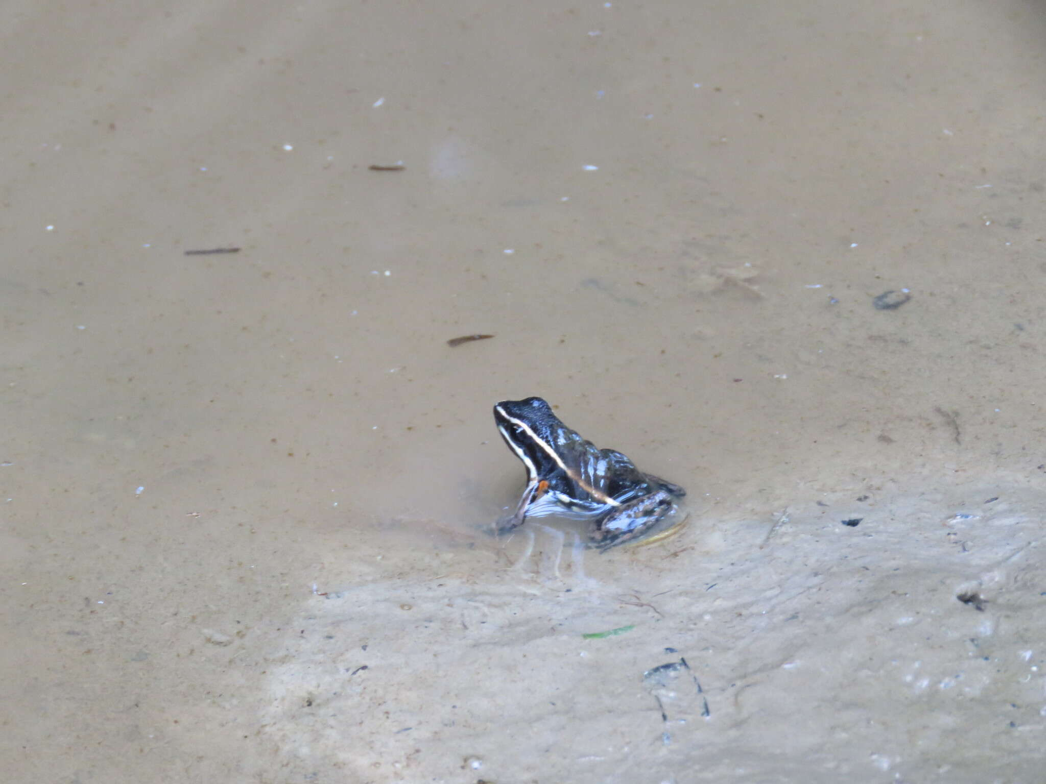 Image of Spot-legged Poison Frog