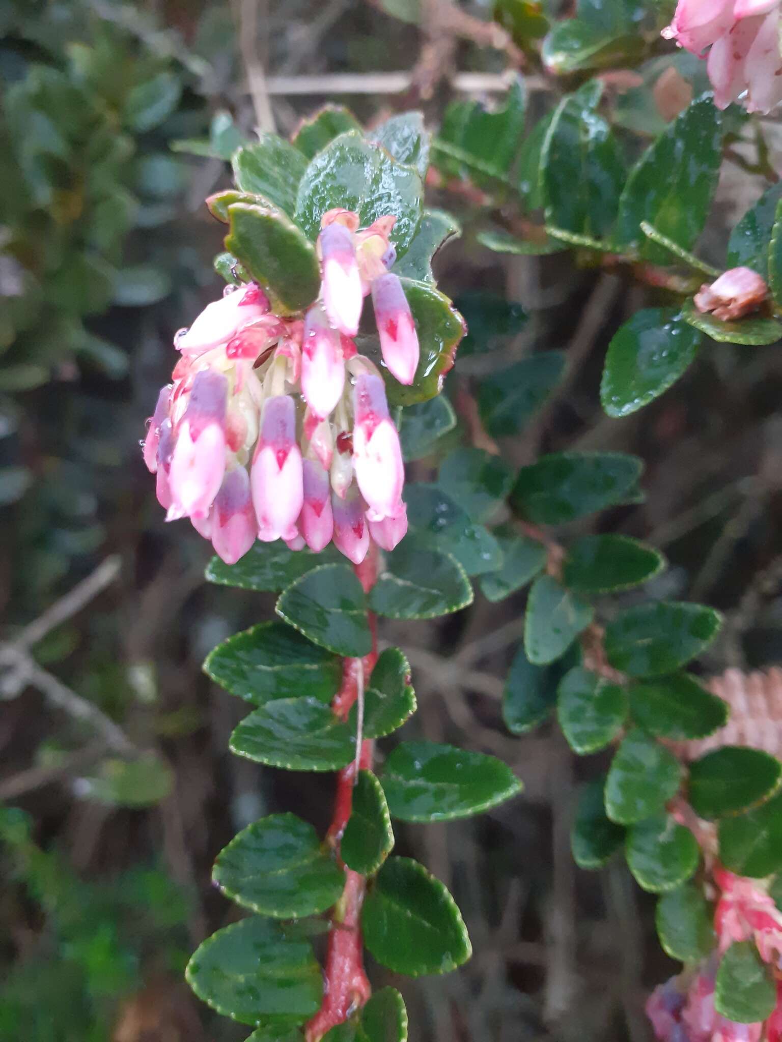 Слика од Vaccinium floribundum Kunth