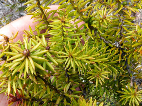 Podocarpus acutifolius Kirk resmi