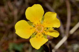 Potentilla ranunculoides Humb. & Bonpl. ex Nestl. resmi