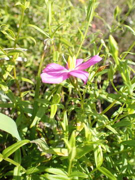 Imagem de Chironia melampyrifolia Lam.