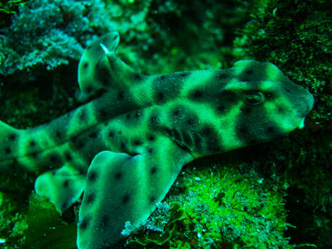 Image of Bullhead Shark