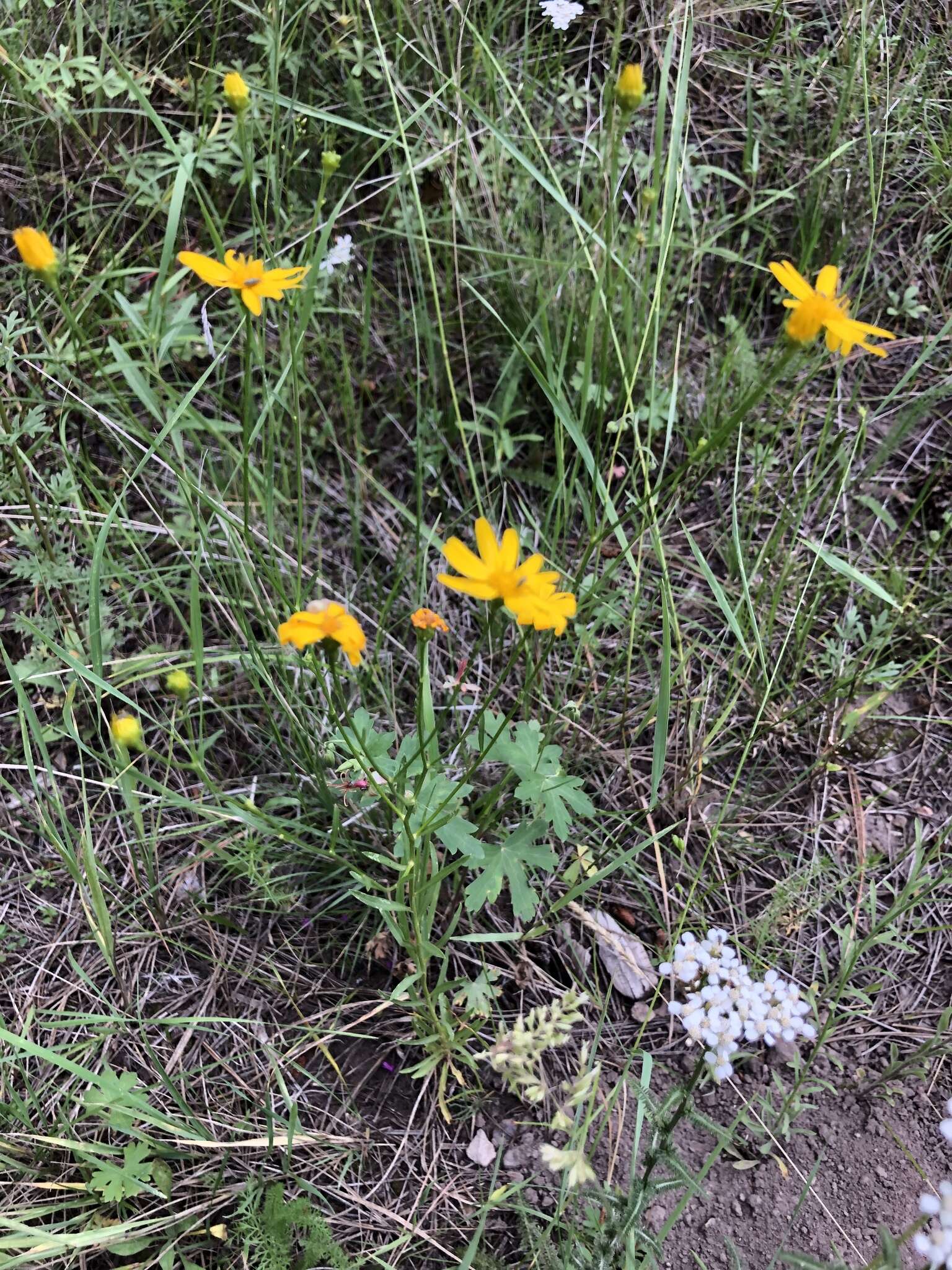 Image of Wright's snakeweed