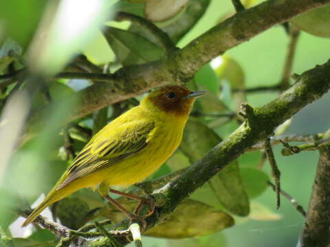 Image of Mangrove Warbler