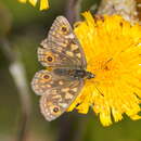 Imagem de Oreixenica orichora Meyrick 1885