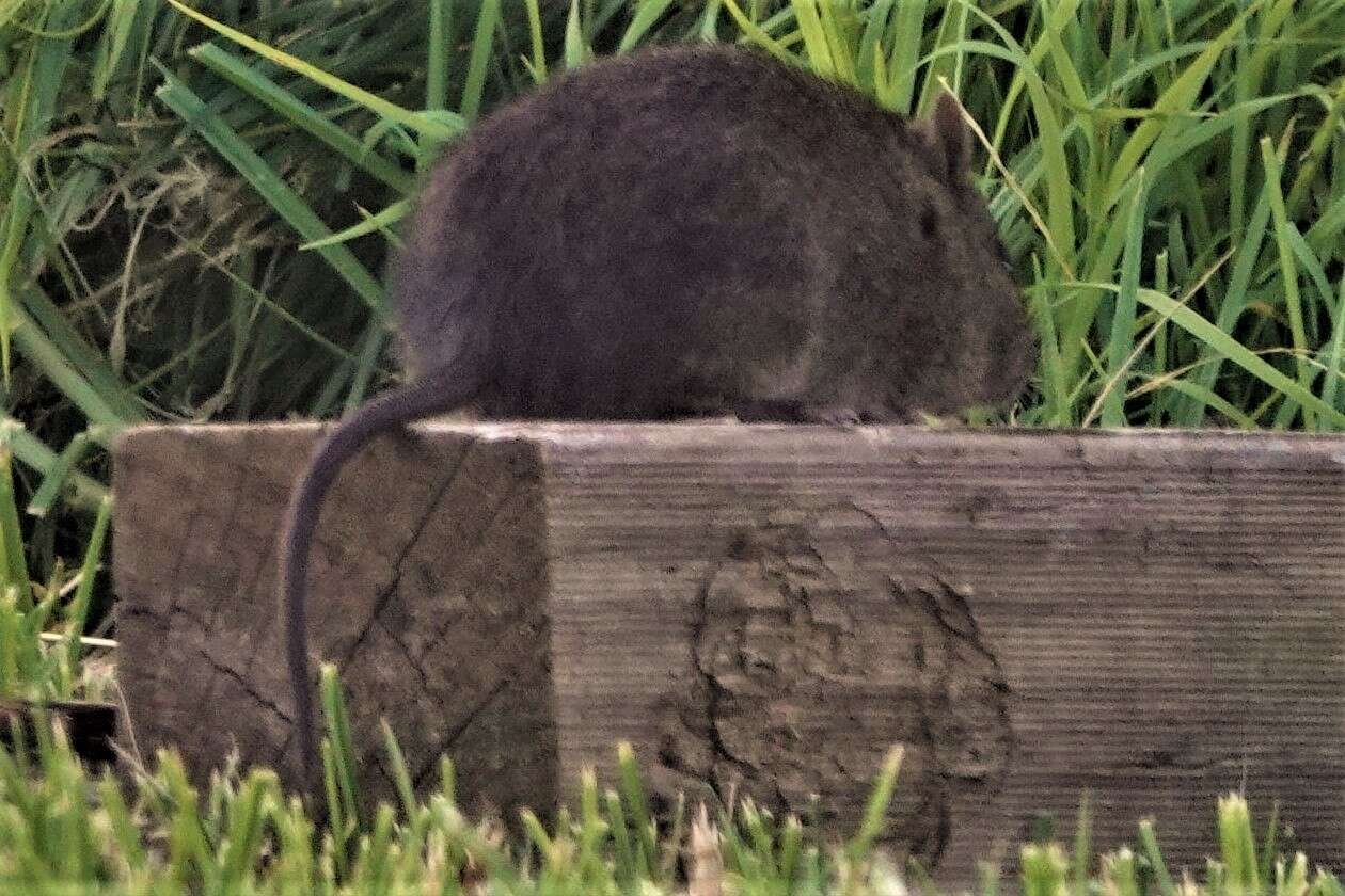 Image of Australian Swamp Rat