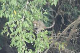 Image of De Brazza's Guenon