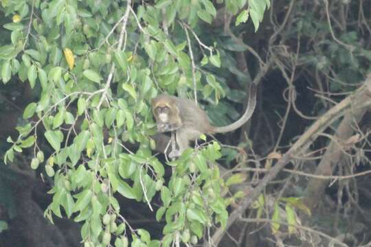 Imagem de Cercopithecus neglectus Schlegel 1876